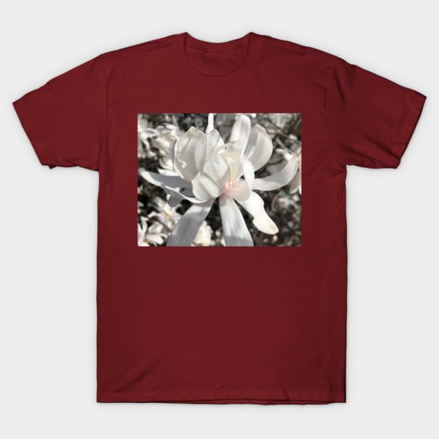 Whte Spider Magnolia T-Shirt by Photomersion